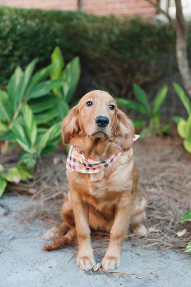 Lady School Mascot